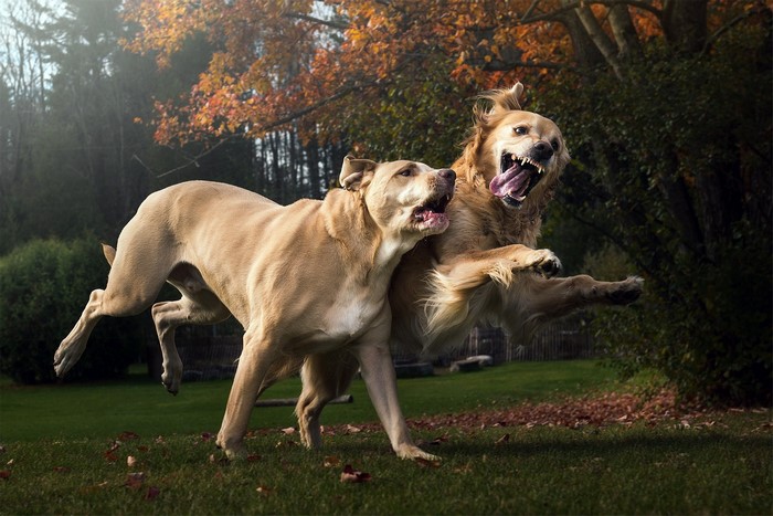 Two dogs playing aggressively outdoors
