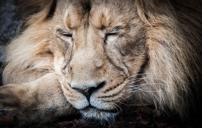 Close-up of a sleeping lion