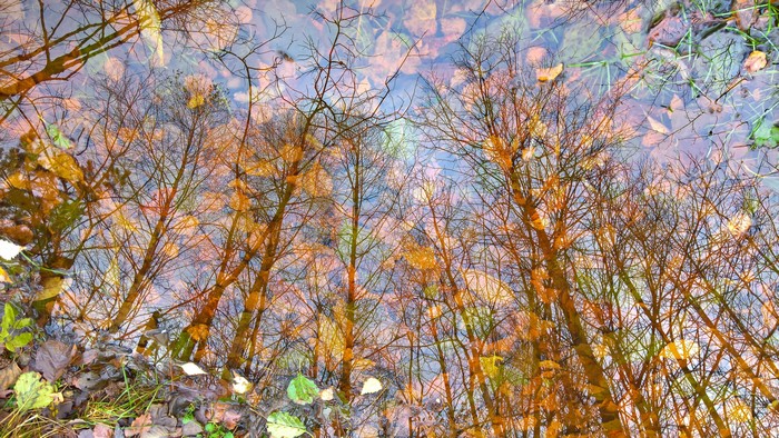 4K reflection of trees and fall leaves in water