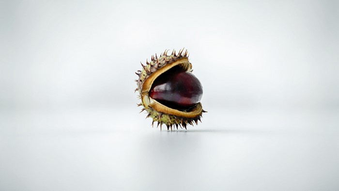 Chestnut in its spiky husk on a white background