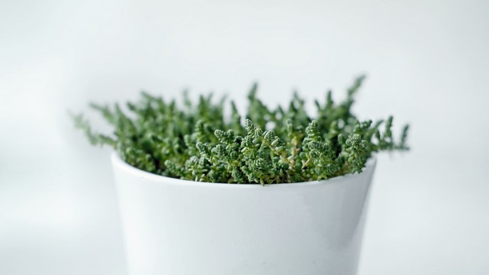 Minimalist macro photography of a succulent plant in a white pot