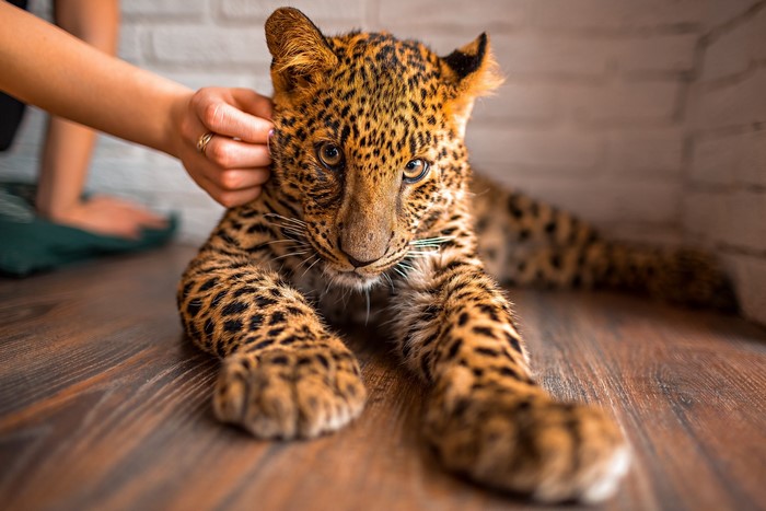 Leopard cub being petted indoors