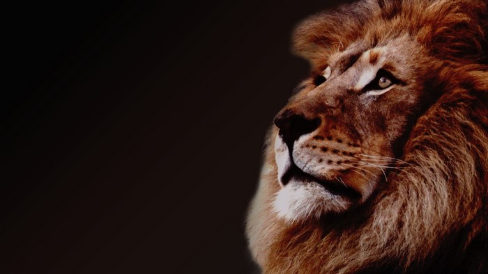 Close-up of a lion's face with a dark background