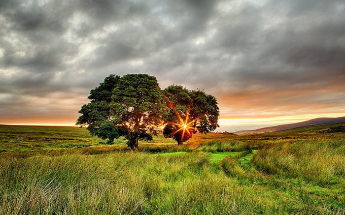 Trees in a field at sunset