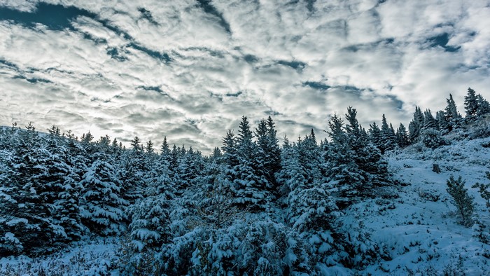 Snow covered trees under cloudy sky