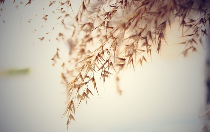 Close-up of dried grass seeds
