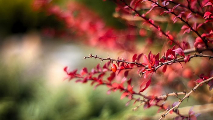 Red leaves and berry on a thorny branch