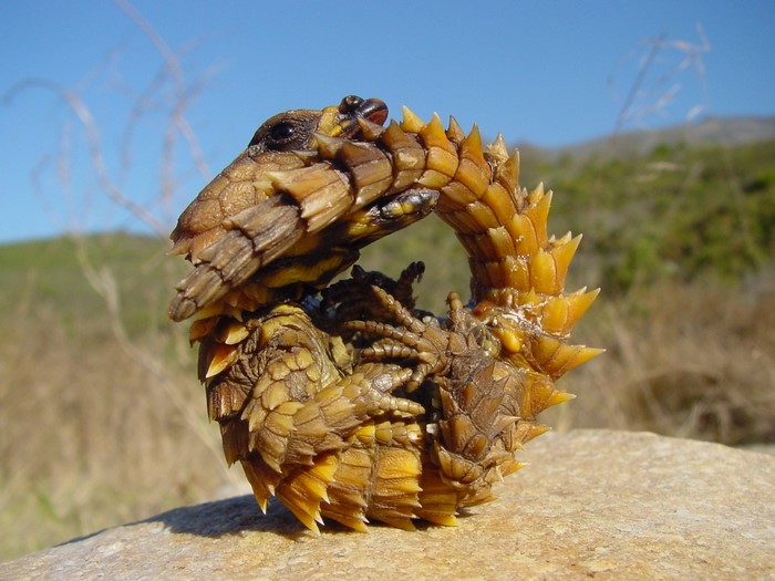 Armadillo lizard curled up on a rock