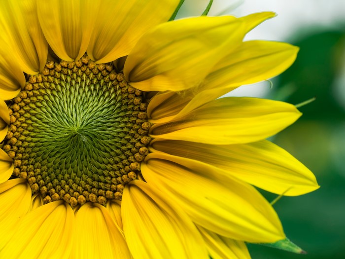 4K Close-up of a Sunflower
