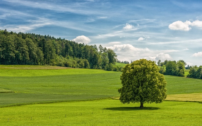 A lone tree in a green field with a forest background