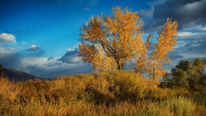 Autumn trees and birds in the sky
