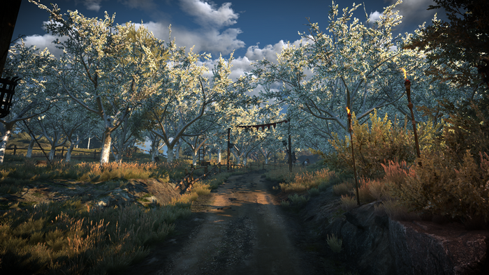 The Witcher 3: Wild Hunt landscape with trees and path