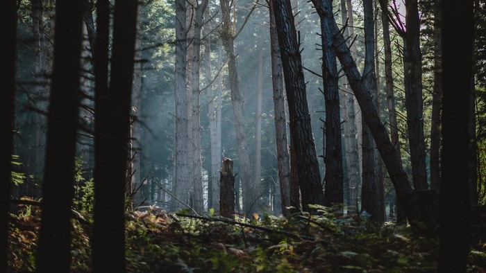 Sunlight filtering through a dense forest with tall trees