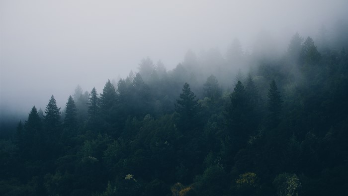 Misty Forest with Spruce Trees