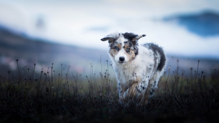 Australian Shepherd puppy in a field