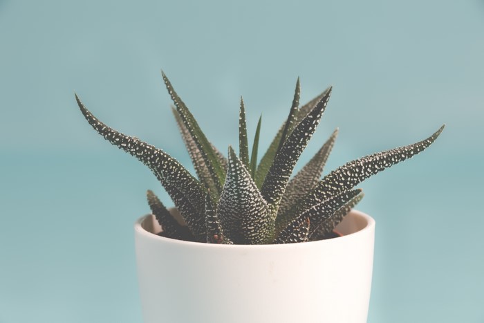 Succulent plant in a white pot