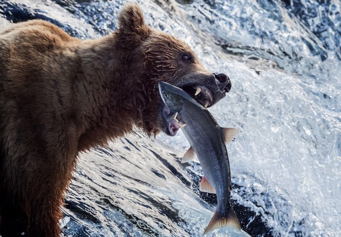 A brown bear catches a salmon in a river