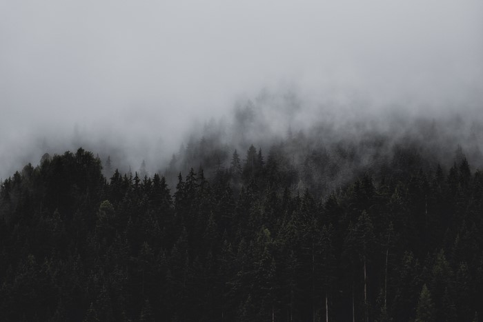 Misty pine forest on a cloudy day