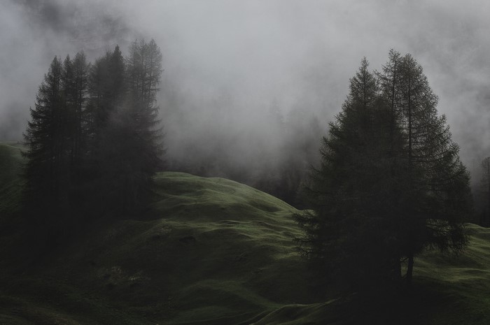 Misty pine forest on rolling green hills