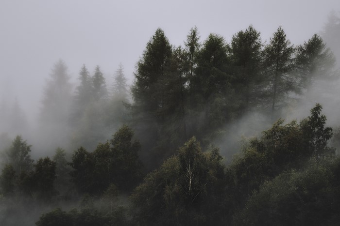 Forest landscape with mist and pine trees