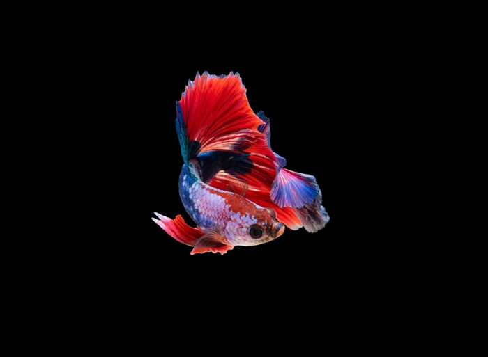 Siamese fighting fish with red and blue fins
