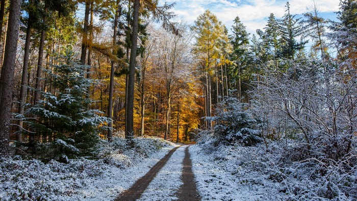 4K snow covered dirt road in a forest