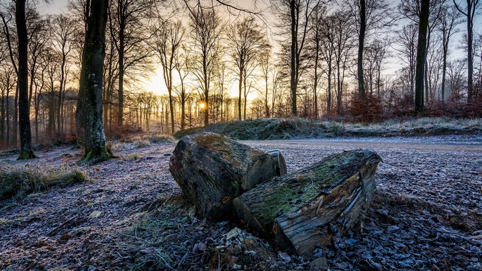 4K Winter Forest Landscape with Fallen Logs