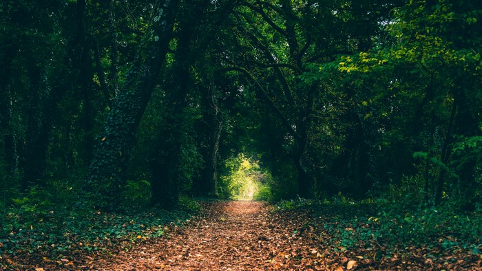 4K forest path with fallen leaves
