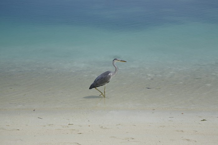 Heron bird on a sandy beach near the ocean