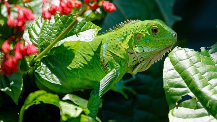 Green iguana perched among lush green leaves and red flowers