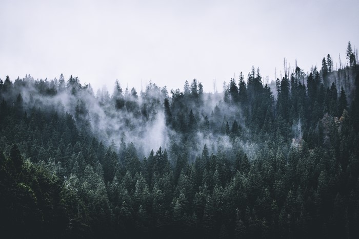Misty forest with tall evergreen trees