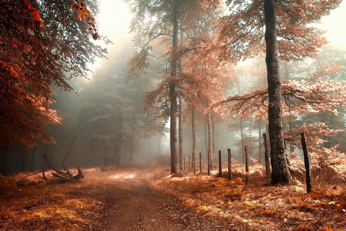 Autumn forest path with fallen leaves and fog