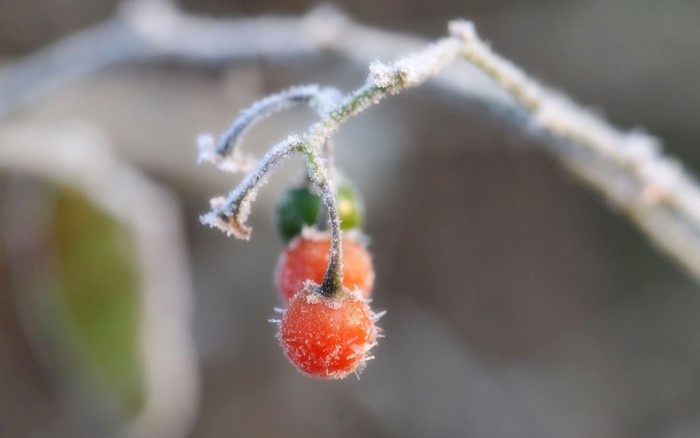 Frost-covered berries on a branch in winter