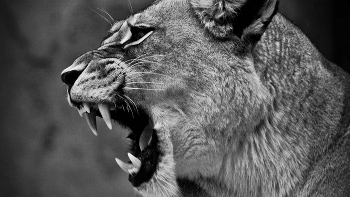 Lioness roaring with fangs bared, monochrome