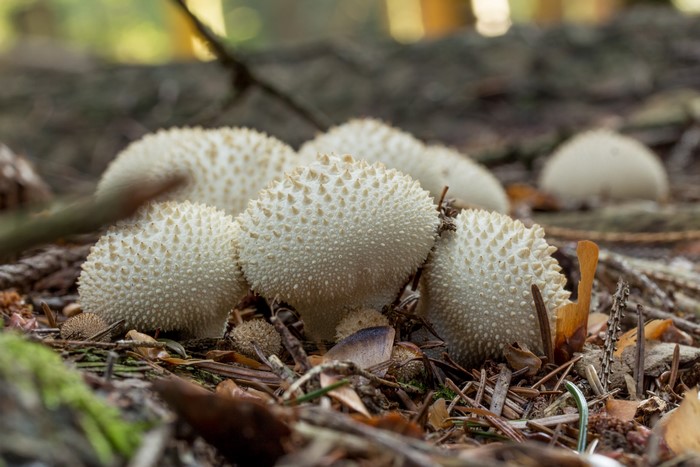 Puffball mushrooms on a forest floor