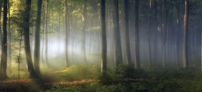 Misty forest with sun rays filtering through trees