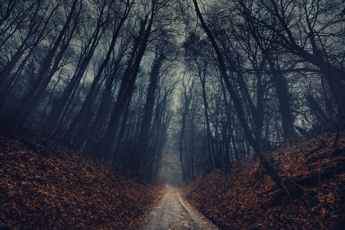 Dirt road through a dark, misty forest with fallen leaves
