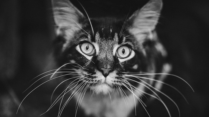 Close-up monochrome portrait of a cat