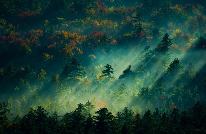 Misty forest with sunbeams during fall