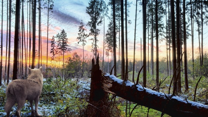 Wolf in a forest at sunset