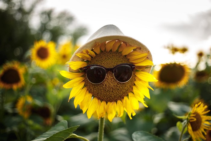 Sunflower wearing sunglasses and a hat in a field
