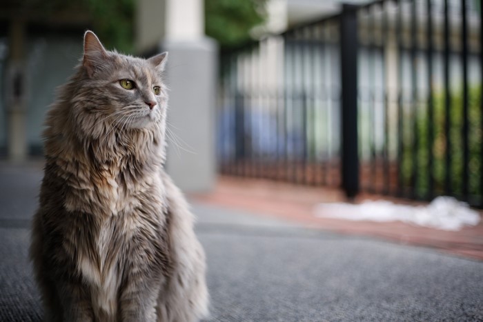 Fluffy gray cat sitting outdoors