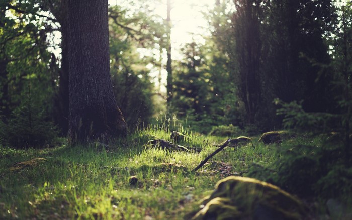 Sunlight filtering through a forest with trees and grass