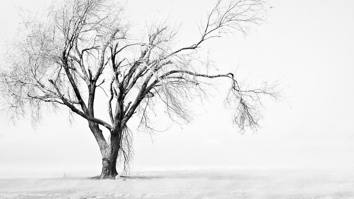 Bare tree in a misty winter landscape