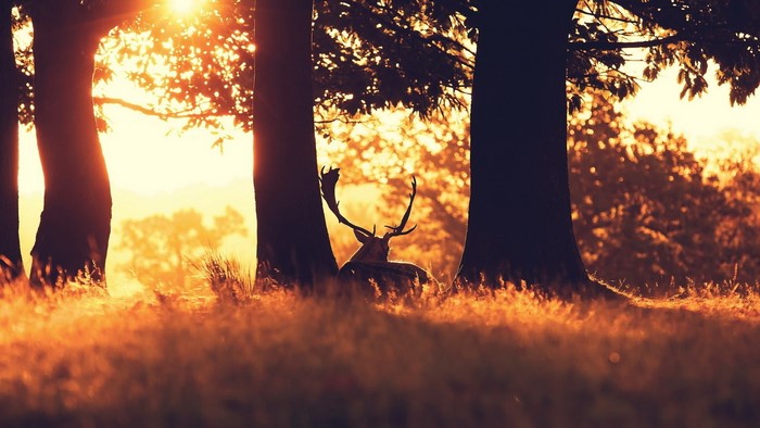Deer resting in a sunlit forest