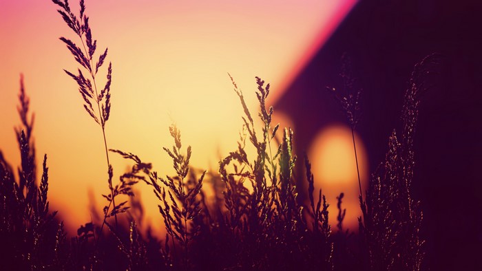 Plants silhouette at sunset, blurred background