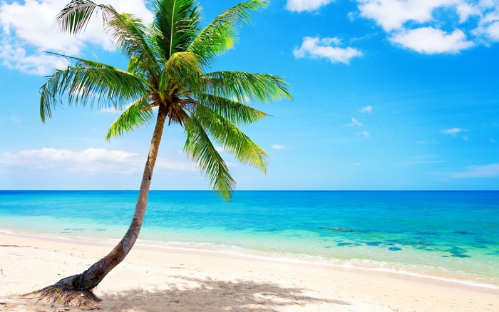 Palm tree on a tropical beach with turquoise water