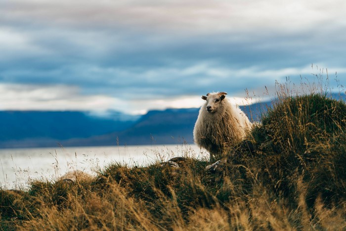 Sheep on a grassy hill in Iceland