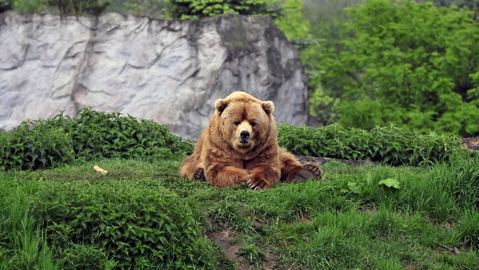 A brown bear rests on a grassy hill