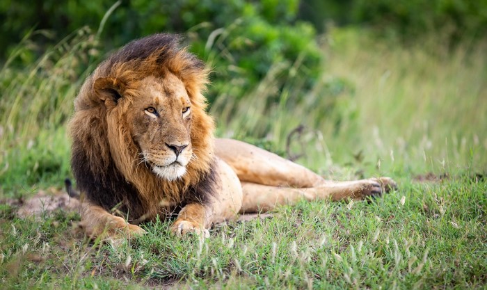 Lion resting in tall grass